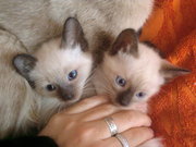 Сиамские котята. Срочно!!!