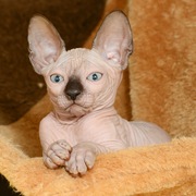 Котята канадского сфинкса