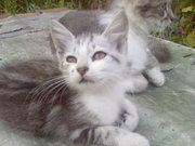 Подарю замечательных, умных и ласковых котят.