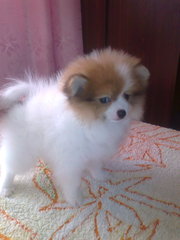 Собачки для радости !!!