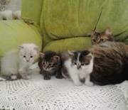 Котята Херсон, котята