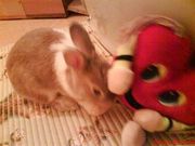 Продам декоративного кролика (девочку)