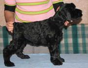 запись на щенков Ризеншнауцера